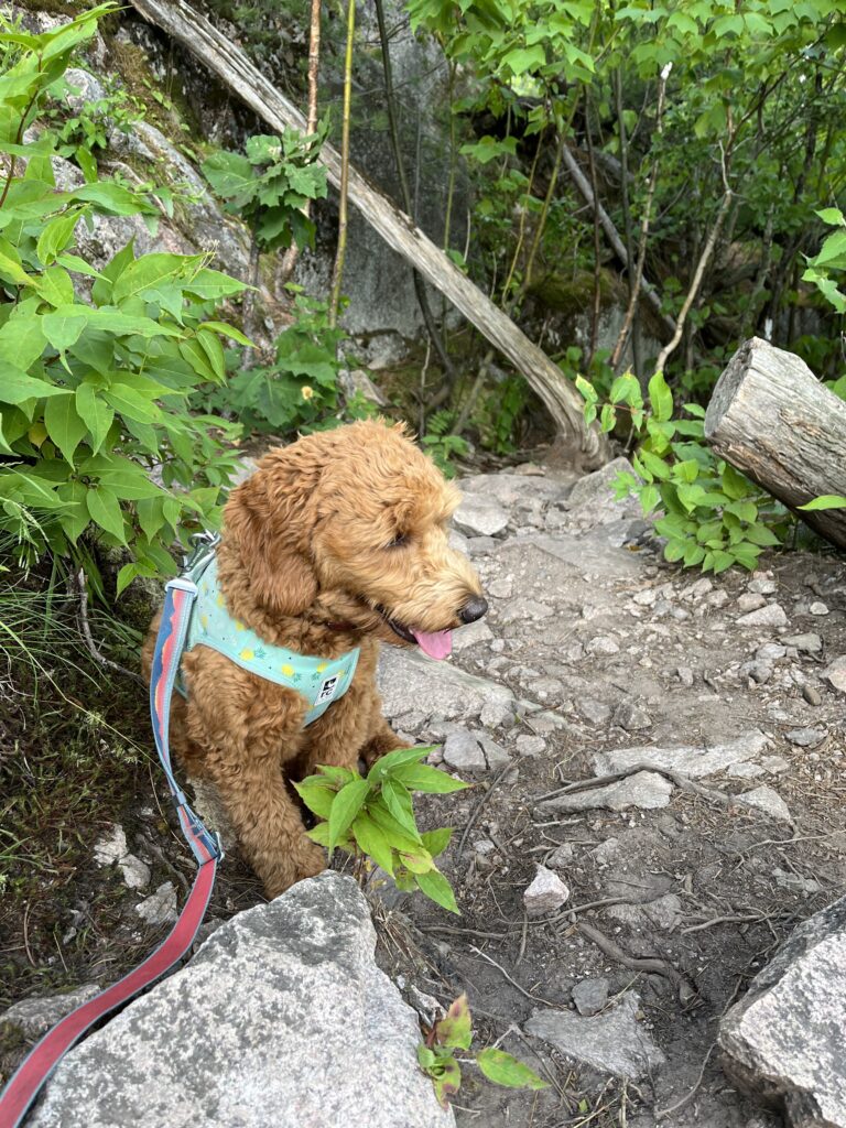 Five Dog Friendly Hikes in Northern Michigan Happy People Hike